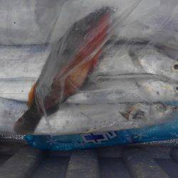 タチウオ、ガシラ