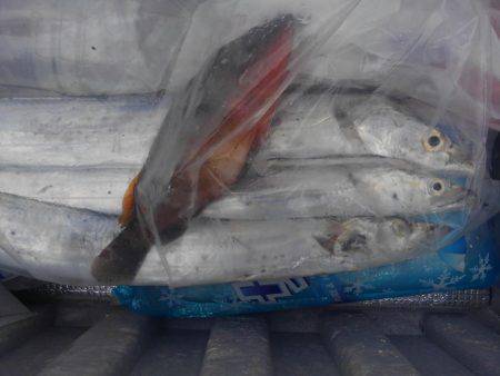 タチウオ、ガシラ