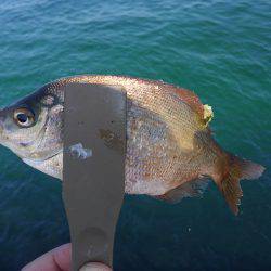 ファミリーで5目フィッシング♪