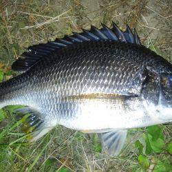 チニング調子上がってます〜！