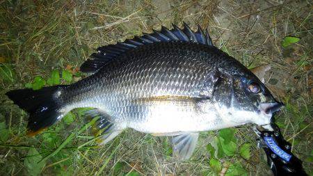 チニング調子上がってます〜！