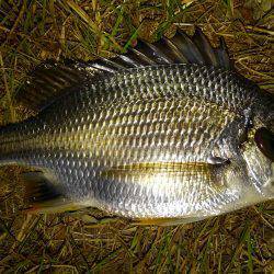 チニング好調です！！