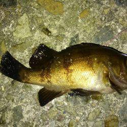 お祭り&フィッシング