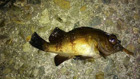 お祭り&フィッシング