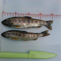 源流アマゴ釣り