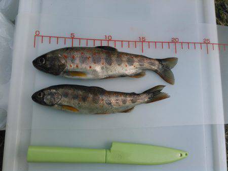 源流アマゴ釣り