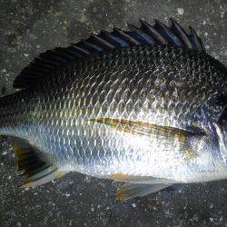 チニング好調です♪