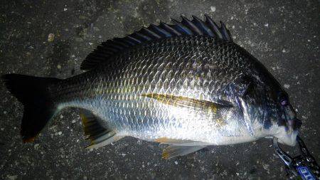 チニング好調です♪