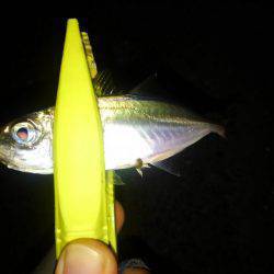 ランガンアジング