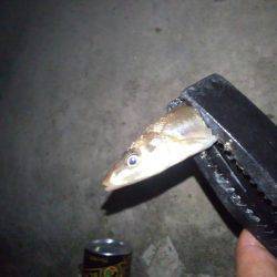 ちょい投げ（夜）