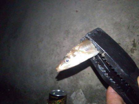 ちょい投げ（夜）