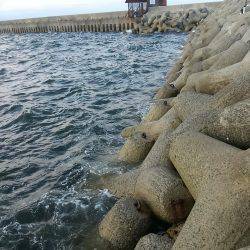 タチウオ復活か?