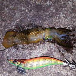 ケンサキエギング