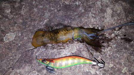 ケンサキエギング