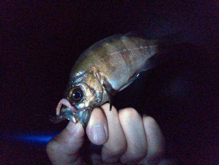 メバル探るも…