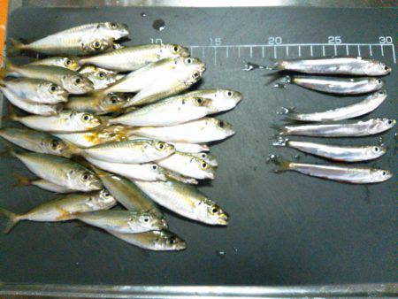 アジュール舞子でサビキ