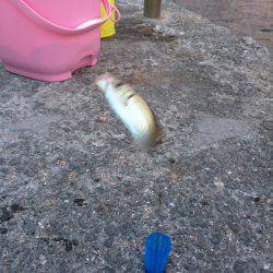 温泉裏でサビキ、のませ