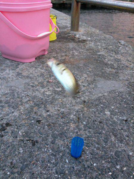 温泉裏でサビキ、のませ