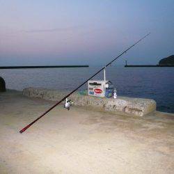 早朝から洲本港でキス狙い