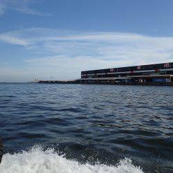 タチウオ連発♪