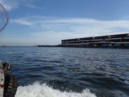 タチウオ連発♪