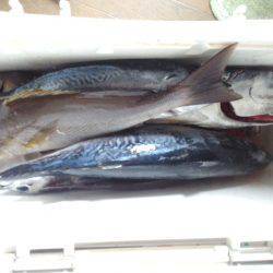 カッオ・・・・・良く引くは・・・pt2