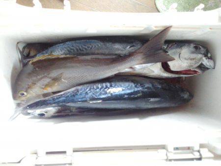 カッオ・・・・・良く引くは・・・pt2