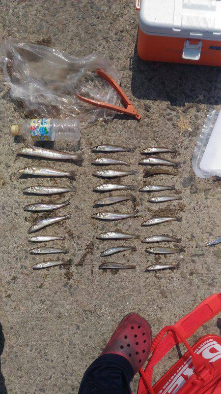 アオリイカ不発