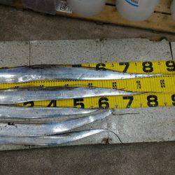 いつまで続くか?!夏タチ爆釣!