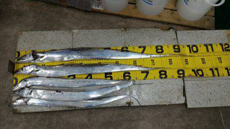 いつまで続くか?!夏タチ爆釣!