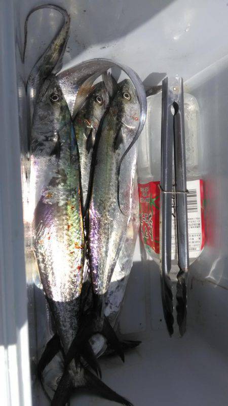 ポートアイランド沖堤防で！