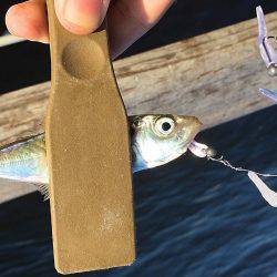 アラバマ豆アジング!