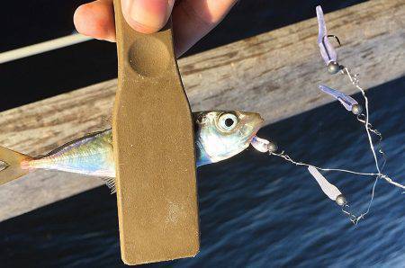 アラバマ豆アジング!