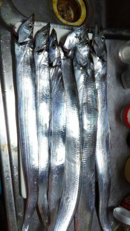 今シーズン初タチウオ