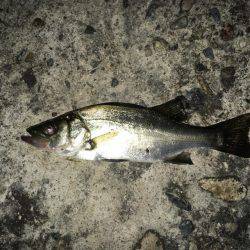 フィールドテストで