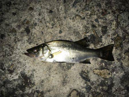 フィールドテストで