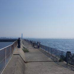 貝塚人工島タコ&サヨリ調査~~