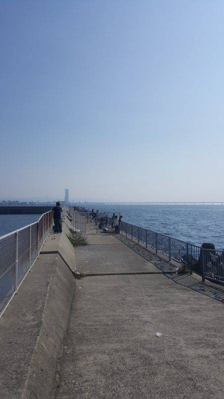 貝塚人工島タコ&サヨリ調査~~