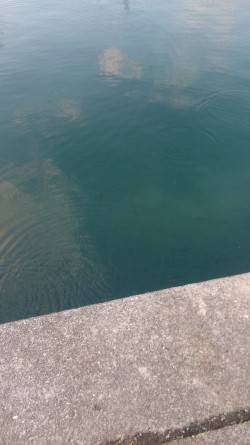 湾内に小魚の大群