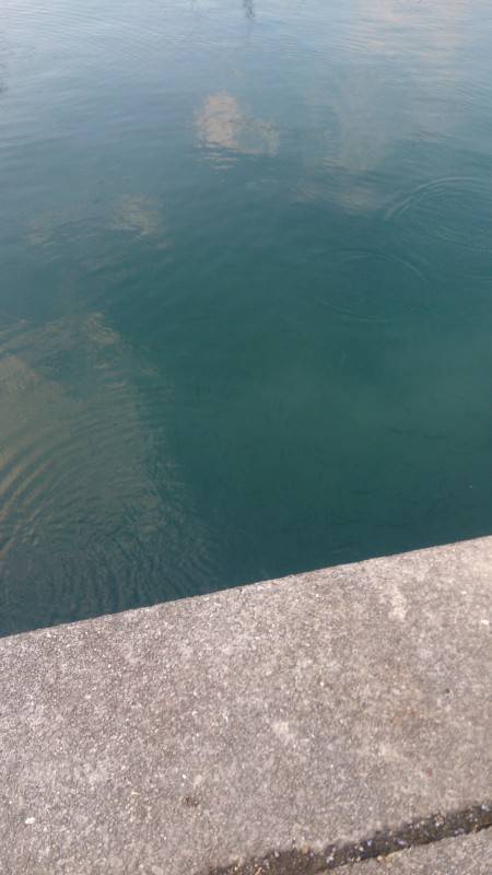 湾内に小魚の大群