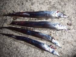 アジ＆タチウオ