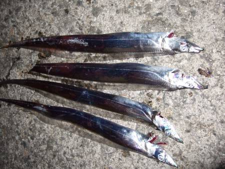 アジ＆タチウオ