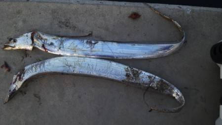 タチウオ　ワインド