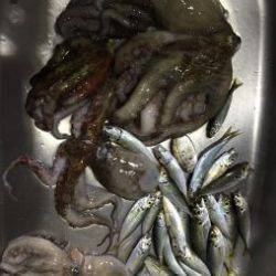 初めてでラストタコ船!