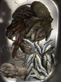 初めてでラストタコ船！