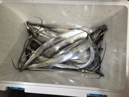 連日太刀魚三昧