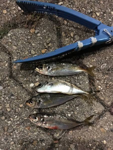 アジングの道は険し〜い