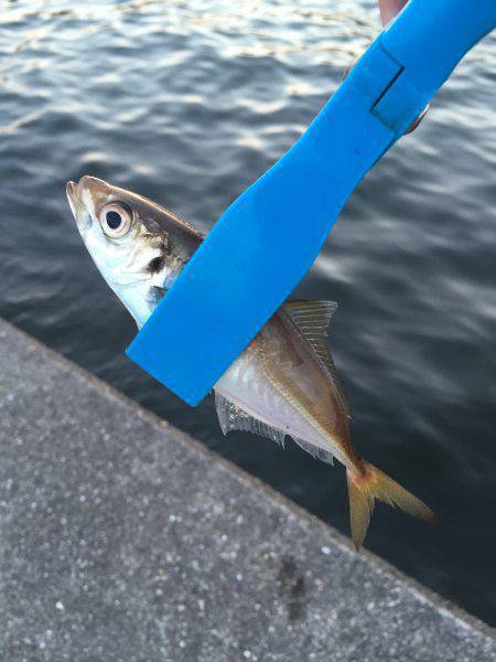 夕方のサビキはアジオンリー