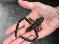 テナガエビ釣り