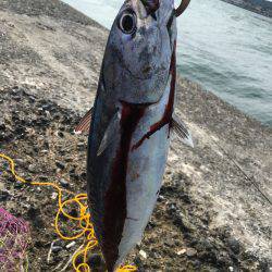 初ソーダカツオ